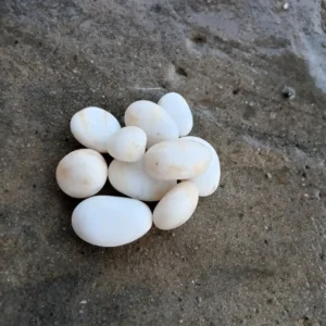 شكاير تحتوي على زلط العباسية الأبيض الناصع